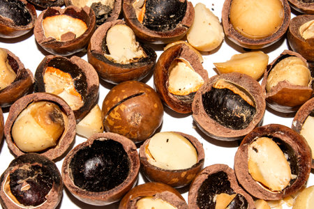 Macadamia nuts in a shell on a white background.Macadamia nuts from Australia.Macadamia is a genus...