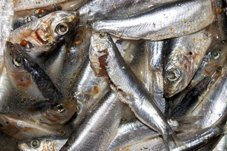 Lightly salted sprat.Baltic sprat with spicy salt.Sprat is a fish of the herring family.Sprat for a snack.Sprat background.の写真素材