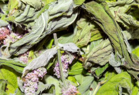 Dried mint leaves.Inflorescences of the mint plant.Dried mint for brewing.Mint background.The mint...