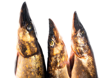 Pike is a fresh fish on a white background. Pike is a live caught fish. Pike is a predatory fish of the pike family. Pike photo.の写真素材