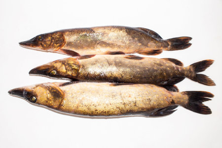 Pike is a fresh fish on a white background. Pike is a live caught fish. Pike is a predatory fish of...