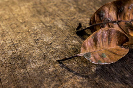 dry leaves on the boardの写真素材