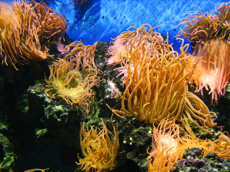 sea life の写真素材