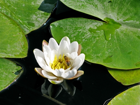 waterlilyの写真素材