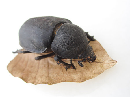 weevil on a leaf