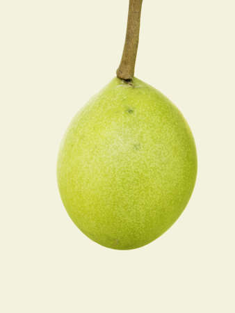  Crescentia cujete fruit commonly know as the Calabash Tree,is species of flowering plant,It is the national tree of St  Lucia  の写真素材