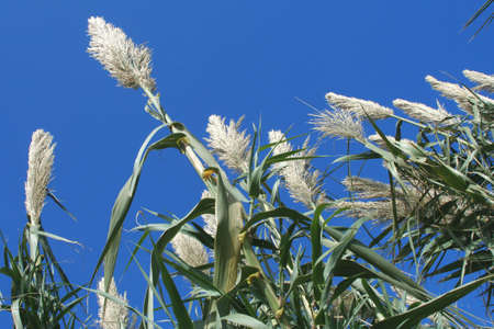 Reedsの写真素材