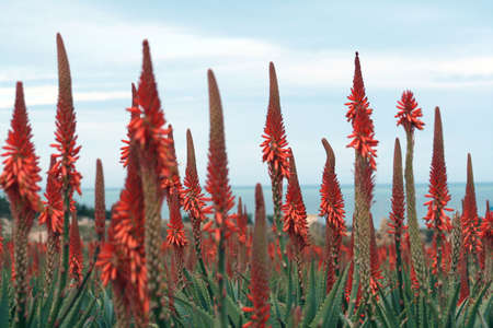 Aloe plantationの写真素材
