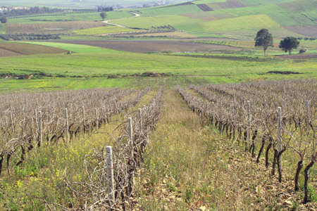 Crops and vineyardsの写真素材