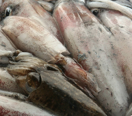 Calamari
