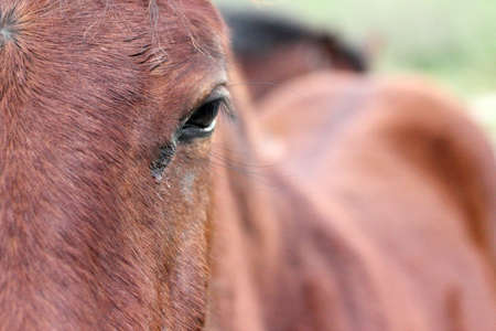 Eye horse の写真素材