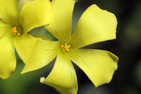 Details of the pistils of wild yellow flowerの写真素材