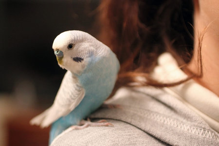 The parrot is resting on the shoulder