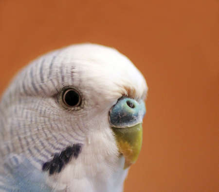 Budgie profileの写真素材