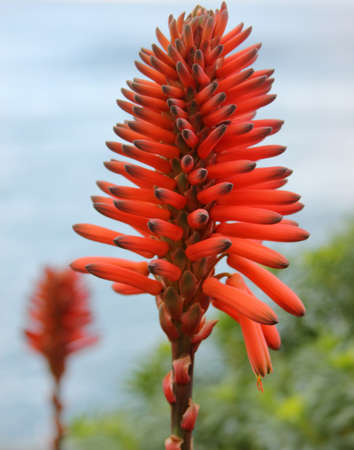 The flower of the aloe vera plantの写真素材