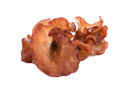 Jew's ear mushroom on white background - Isolatedの写真素材
