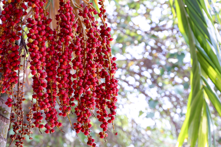 Macarthur palm tree with its red seedの写真素材