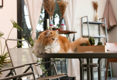 Lovely brown Persian cat sit on the desk in a coffee shopの写真素材