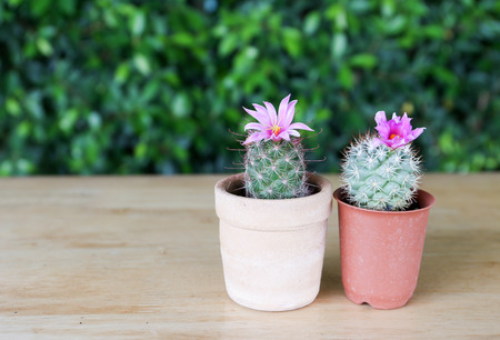 Group of desert cactus in a pot with spaceの写真素材