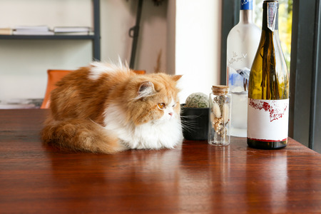 Lovely brown Persian cat sit on wooden desk in a coffee shopの写真素材