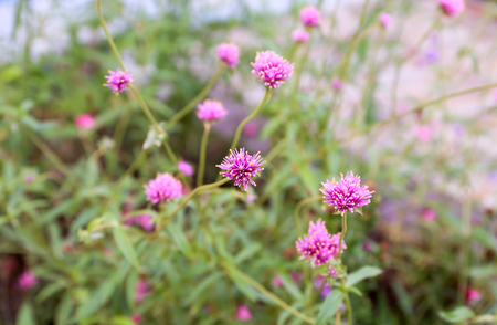 Lovely purple grass flower in a gardenの写真素材