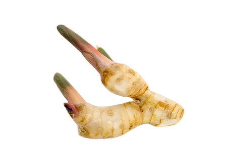 Isolated fresh galangal on white backgroundの写真素材