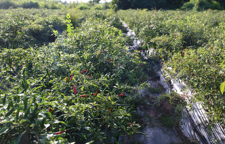Chili farm at Sakon Nakhon province, northern of Thailandの写真素材