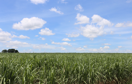 Sugarcane field against the sky in northeast of Thailandの写真素材