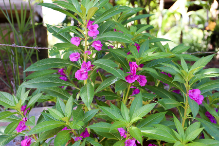 Purple Balsam flower plant at the fence in countryside, home plantの写真素材