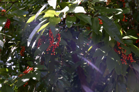 Antidesma plant with red seed at home in countrysideの写真素材