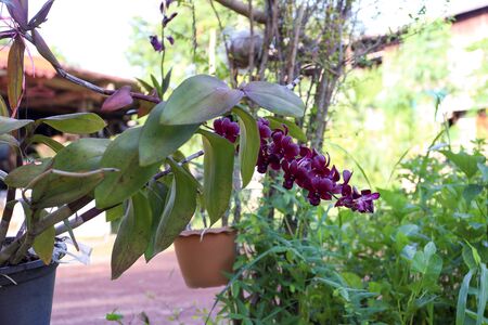 Beautiful purple orchid plant at home in countryside of Thailandの写真素材