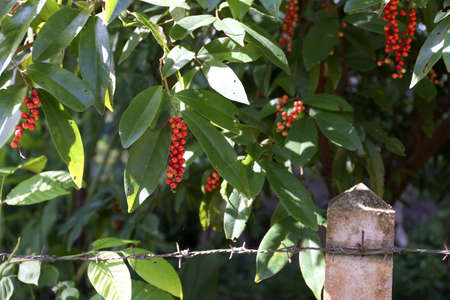 Antidesma plant with red seed at home in countrysideの写真素材