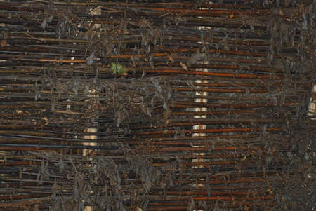 Willow backgroundの写真素材
