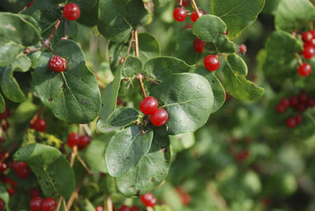 Museum-Estate of Leo Tolstoy Yasnaya Polyanaの写真素材