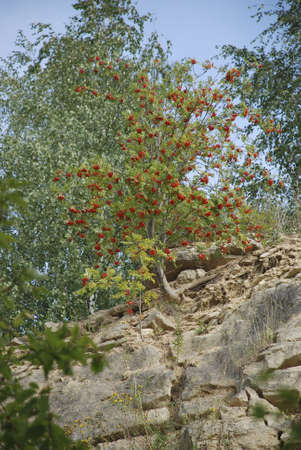 Mountain ash in a stone quarryの写真素材