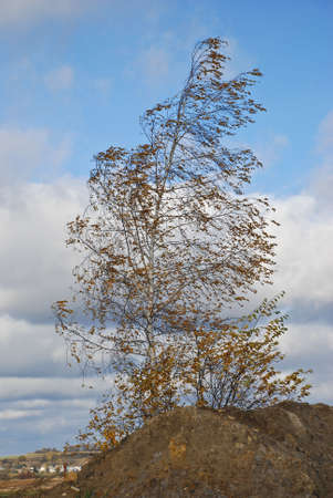 Lonely birchの写真素材