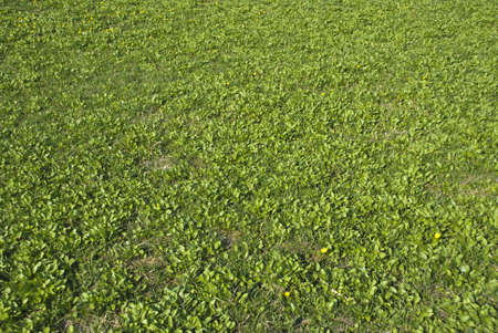Wild-growing plants summer dayの写真素材