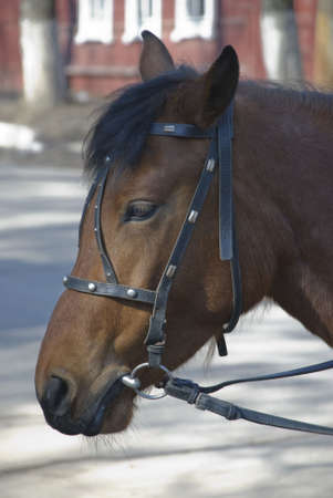 Photograph of a head of a horse the brownの写真素材