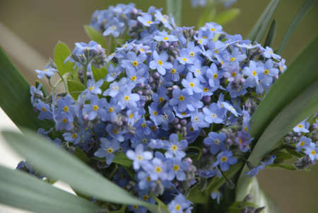 blossomの写真素材