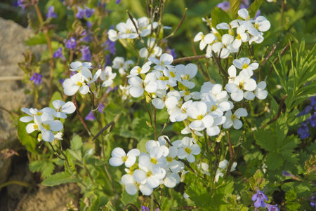 Beautiful whites Philadelphus