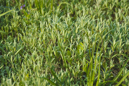 Texture of a juicy green young grass