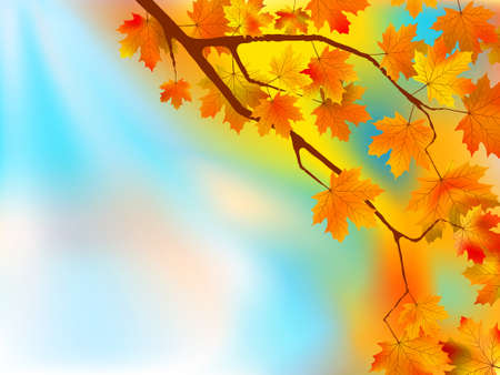 Autumn leaves background in a sunny day.  のイラスト素材