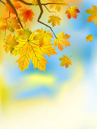 Autumn leaves background in a sunny day.  のイラスト素材