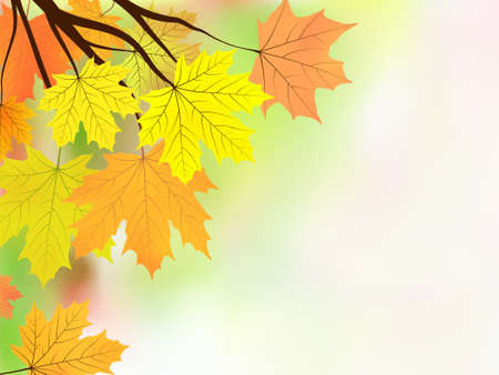 Autumn leaves, very shallow focus on white background.  のイラスト素材