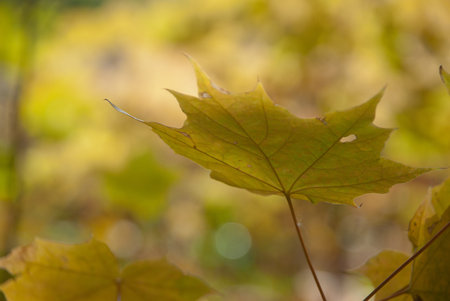 Autumn leaves and sun, very shallow focus.
