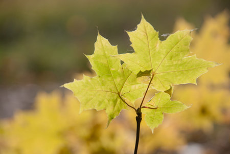 Autumn leaves and sun, very shallow focus.