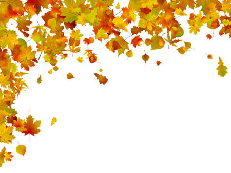 Background of autumn leaves. のイラスト素材
