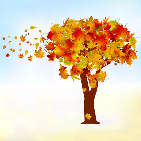Maple tree, autumn leaf fall.のイラスト素材