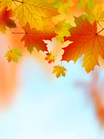 Fall yellow maple leaves. EPS 8 vector file included のイラスト素材
