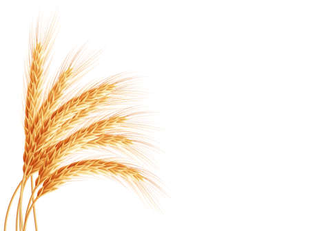 Wheat ears isolated on white background. のイラスト素材